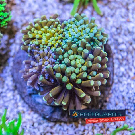 Euphyllia Cristata Rainbow Garden Wysiwyg Ec Reefguard