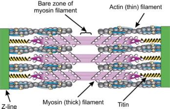 Characterization Of The Myosin Based Source For Second Harmonic