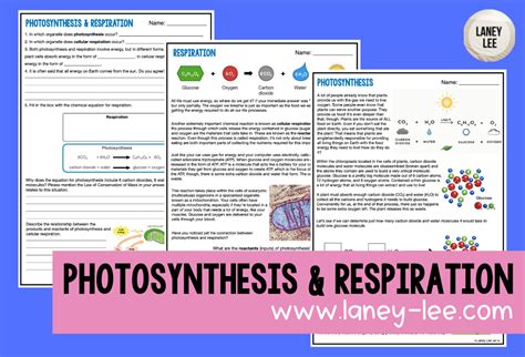 Cellular Respiration Worksheet Answers Printable Word Searches