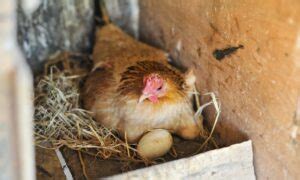 Top Nesting Materials For Chickens Strombergs