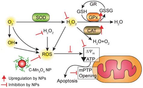 Schematic Diagram Of The Pathway By Which C Mn 3 O 4 Nps Maintain Redox Download Scientific