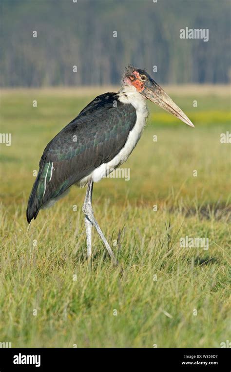 Storch Marabu Storch See Nakuru Kenia Marabu Leptoptilos Crumeniferus