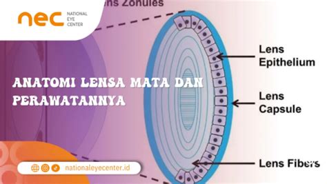 Anatomi Lensa Mata dan Perawatannya