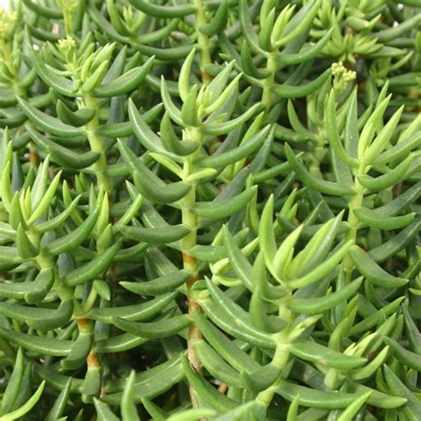 Crassula tetragona – Lifestyle Seeds