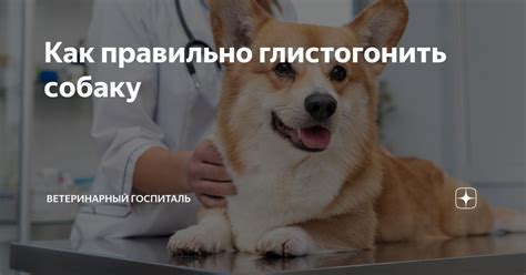 Как правильно глистогонить собаку | Заметки ветеринарного врача | Дзен