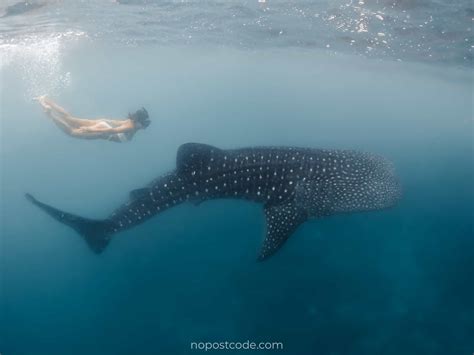 OSLOB WHALE SHARKS EXPERIENCE (2022) - Travel Guide