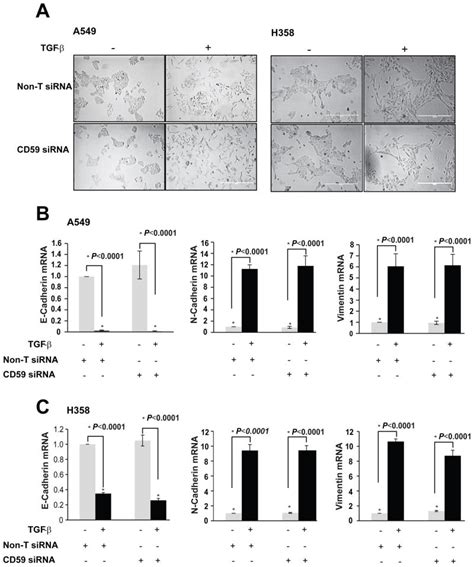 Regulation Of Complement Dependent Cytotoxicity By Tgf β Induced