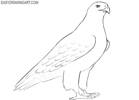 How To Draw A Hawk Easy Drawing Art