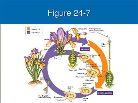 Ppt Chapter 24 Reproduction Of Seed Plants Powerpoint Presentation Free Download Id 610060