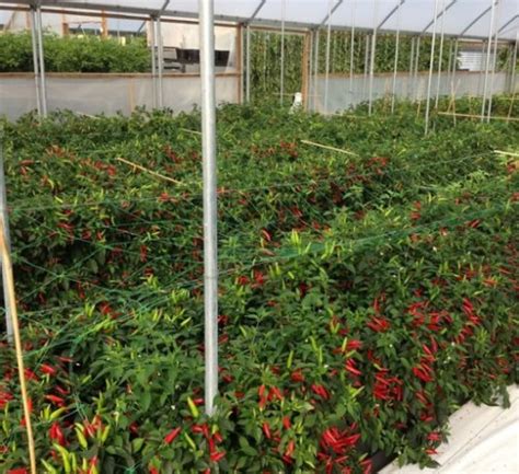 Chilli Cultivation Information Guide | Asia Farming