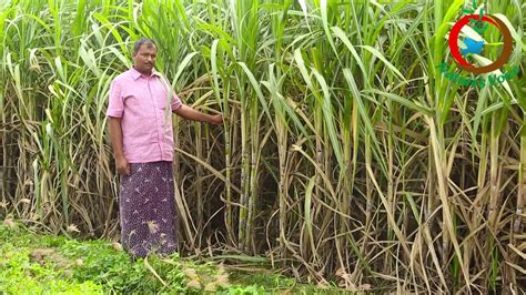 Natural Farming Sugarcane Cultivation Tips For Sixth Month Youtube