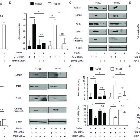 Fisetin Induces Er Stress In Liver Cancer Cells A Hepg2 And Hep3b Download Scientific