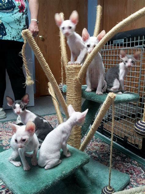 Corn Bred Cornish Rex Cattery Cat Tree