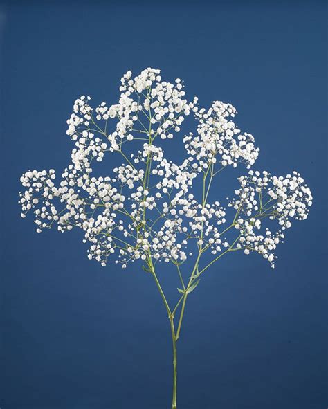 10 best images about gypsophila flower on Pinterest | Canada, Babies ...