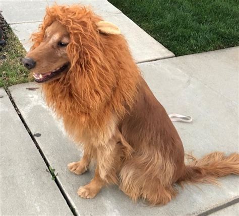 22 Best Golden Retriever Halloween Costumes