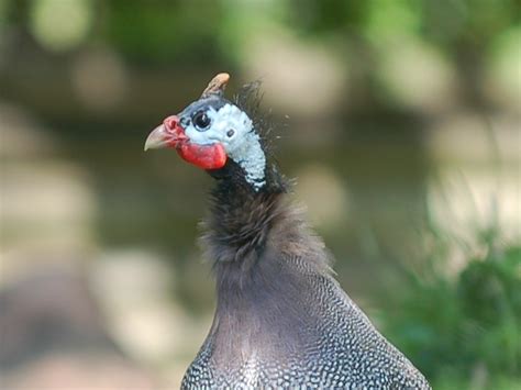 The Online Zoo - Helmeted Guineafowl