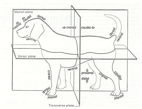 Merrilys Animal Science Journal Notes From Veterinary Medical Terminology