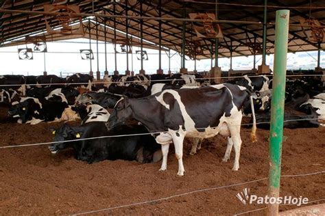 Produção de leite garante renda no campo e mantém Patos de Minas como