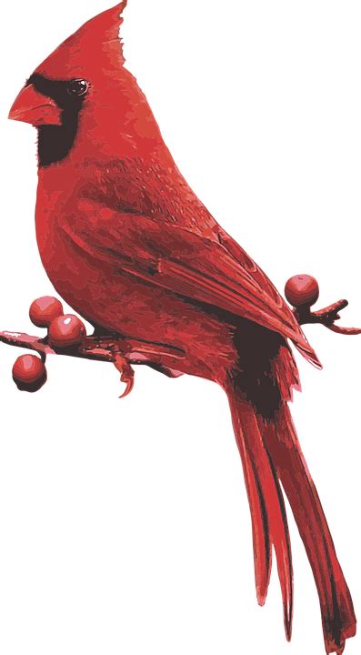 Male Cardinal Red Bird - Free vector graphic on Pixabay