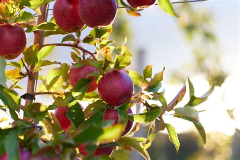 Learn More | WildTwist Apples