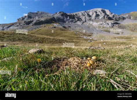 Yellow Mushrooms Growing Out Of A Cow Dung On A Meadow In The Pyrenees