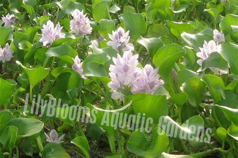 Water Hyacinth Floating Pond Plants