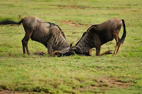 Wild Beest Migration In Tanzania Stock Photo Image Of Game Arid