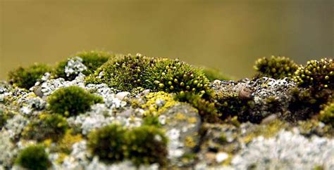 Lichens Macro Mosses Plants 4k Wallpaper Coolwallpapers Me