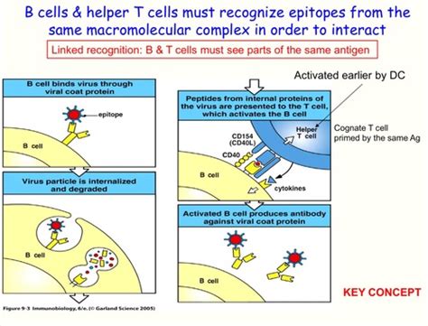 Humoral Immune Response Flashcards Quizlet