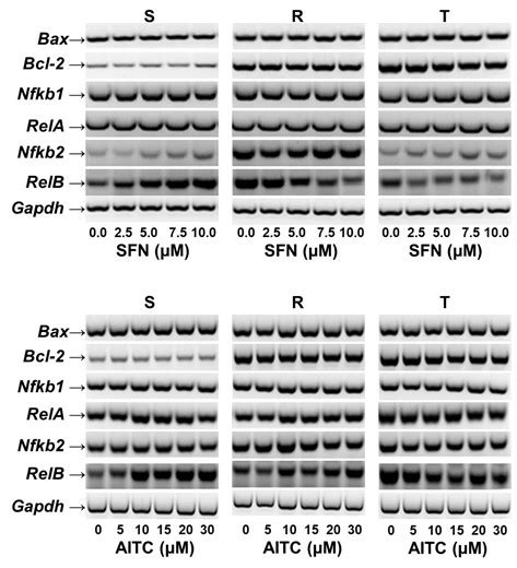 Figure S2 Rt Pcr Detection Of Bax Bcl 2 Nfkb1 Rela Nfkb2 And Relb