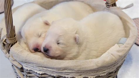 Akita Sleep Habits (Can They Sleep Outside?) | Paws and Learn