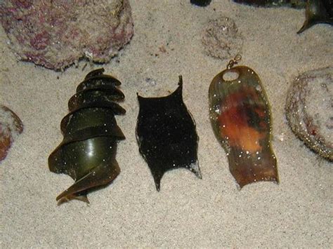 Chingum — Discover Curiosities: The spiral-flanged egg case of a Horn Shark