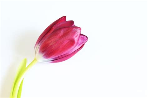 Premium Photo Tulip On A White Background Top View Spring Flower Lies