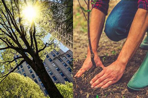 Gli Alberi Potrebbero Salvare Le Nostre Citt Invece Li Piantiamo Per