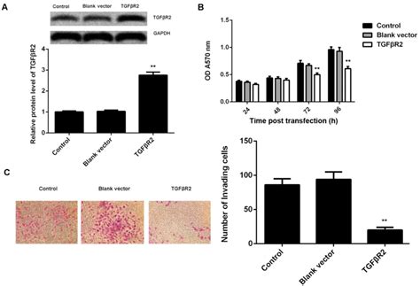 Microrna 19a Promotes Nasopharyngeal Carcinoma By Targeting