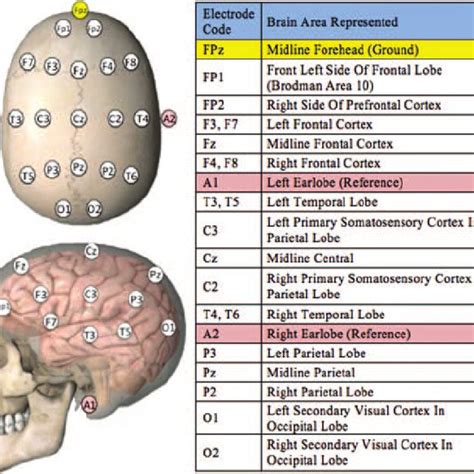 Basic Eeg Lead Placement Diagram