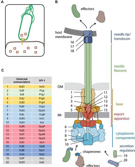 Schematic Of A Typical T3SS A Schematic Of The Use Of The Bacterial