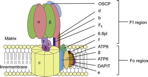 Defueling The Cancer Atp Synthase As An Emerging Target In Cancer