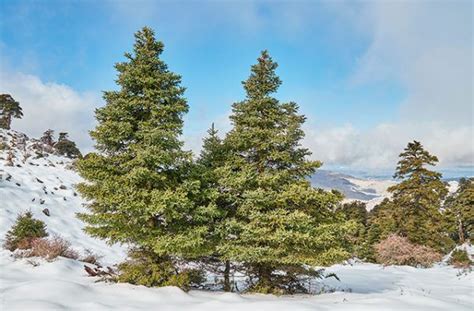 Rutas donde disfrutar la nieve en Andalucía Sierra Nevada