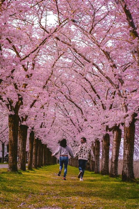 Couple At A Sakura Cherry Blossoming Alley Park With Rows Of Blooming