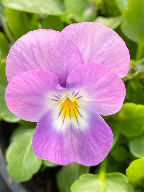 Našlaitė „cornet Lavender Pink — Dekoaugalai