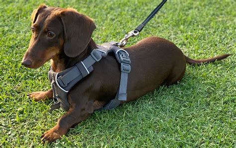 The Best Dachshund Harnesses for Safety and Comfort on Walks ...