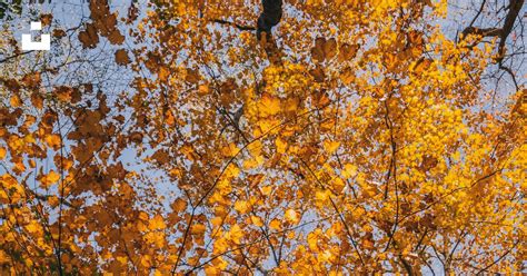 Orange-leaf tree photo – Free Plant Image on Unsplash