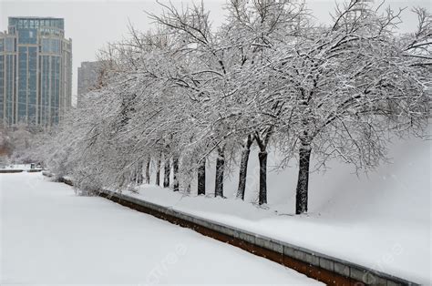 Ice And Snow Park Street Tree Snow Scene Background, Desktop, Background, Snow Scene Background ...