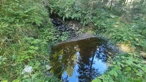 Wassermanagement im Wald Wasserrückhalt fördert Biodiversität und