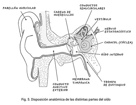 Actualizar Dibujos Del Aparato Auditivo Mejor Billwildforcongress