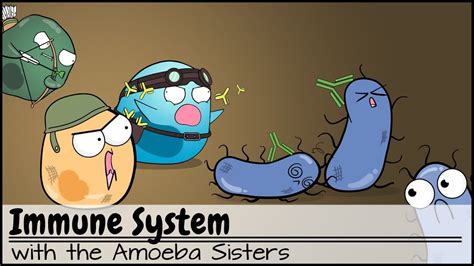 Amoeba Sisters Immune System Worksheet