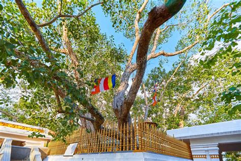 Jaya Sri Maha Bodhi es un árbol sagrado de higos en los jardines