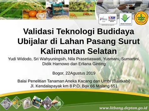 Pdf Validasi Teknologi Budidaya Ubijalar Di Lahan Pasang Surut