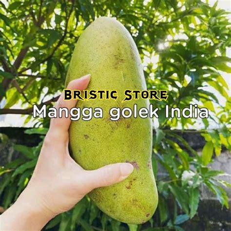 Jual Bibit Mangga Golek India Unggul Cepat Berbuah Shopee Indonesia